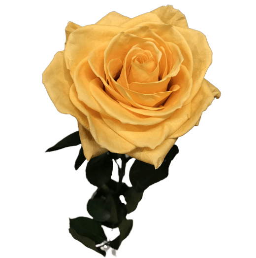 Rosa Eterna Amarilla ➡️ Floristería el Paraiso