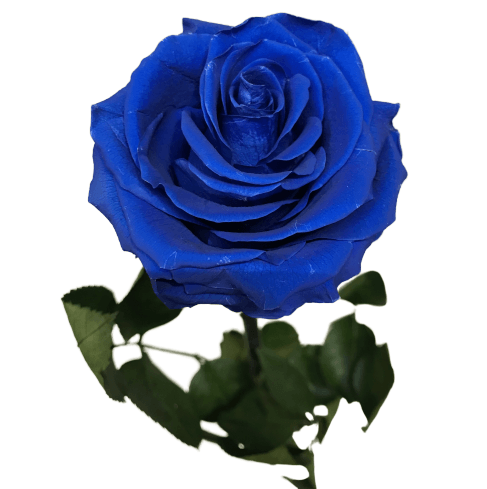 Rosa Eterna Azul ➡️ Floristería el Paraiso